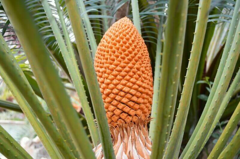 Cycas Thouarsii Madagascar Cycad Plantinfo