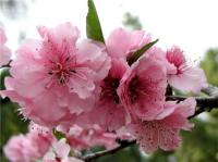 Prunus X Blireana Double Pink Cherry Plum Flowering Plum Plantinfo