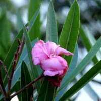 Nerium oleander pink flower on plant