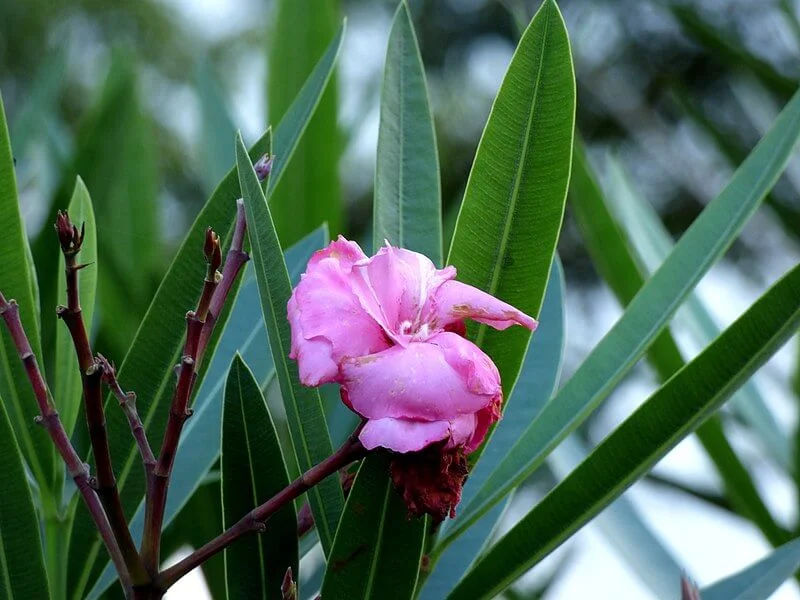 Nerium oleander pink flower on plant