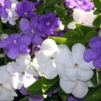 yesterday today tommorw flower Brunfelsia pauciflora