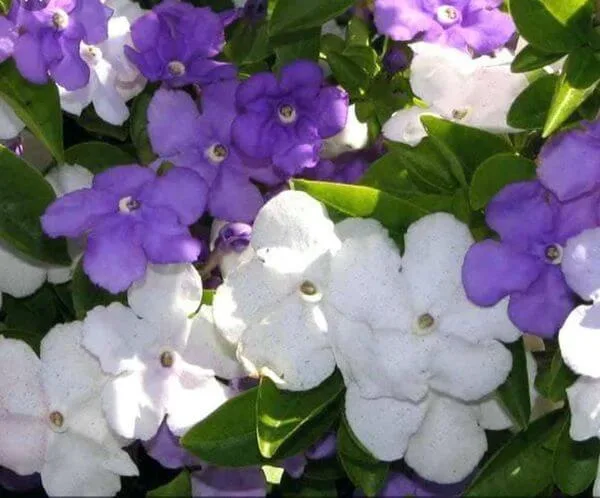 yesterday today tommorw flower Brunfelsia pauciflora