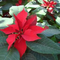 testing image captions