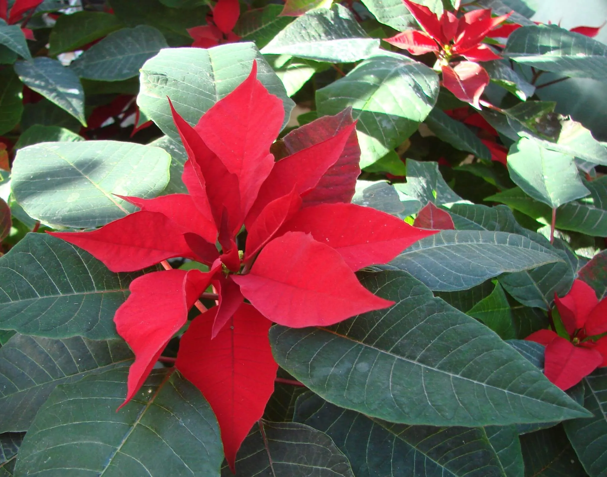 testing image captions