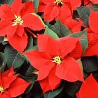 Poinsettia red and green