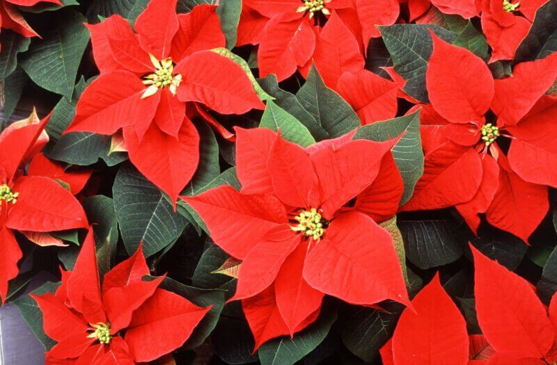 Poinsettia red and green