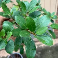 close up of Ficus microcarpa leaves. fig tree