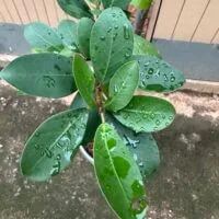 Ficus microcarpa leaves