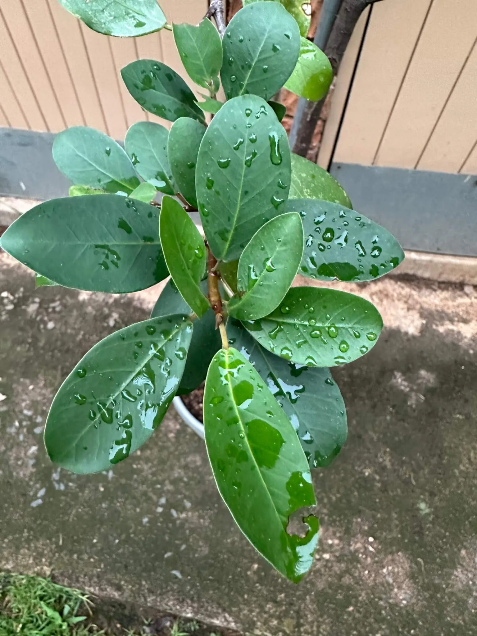 Ficus microcarpa leaves