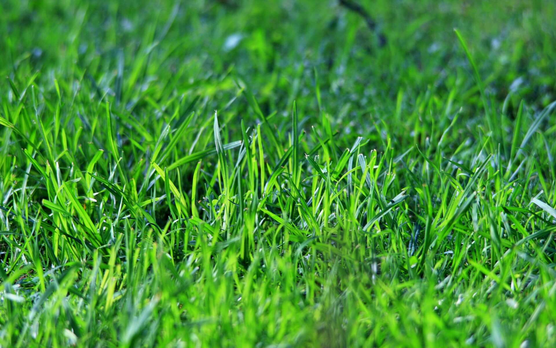 7 Tips For a Healthy Lush Green Lawn - Plantinfo