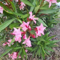 Nerium oleander (Oleander, Pride of Ceylon)