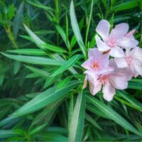 Nerium oleander (Oleander, Pride of Ceylon)