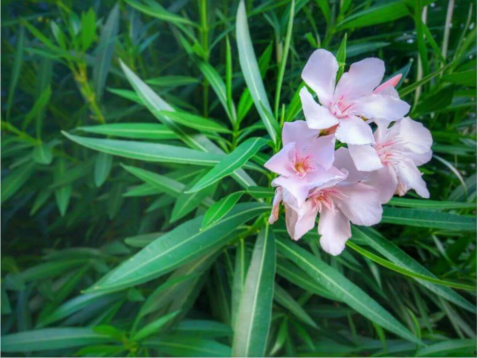 Nerium oleander (Oleander, Pride of Ceylon)
