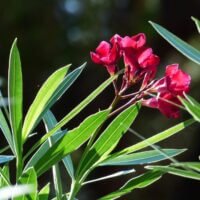 Nerium oleander (Oleander, Pride of Ceylon)