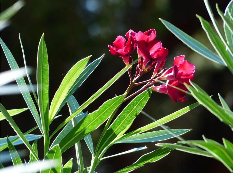 Nerium oleander (Oleander, Pride of Ceylon)
