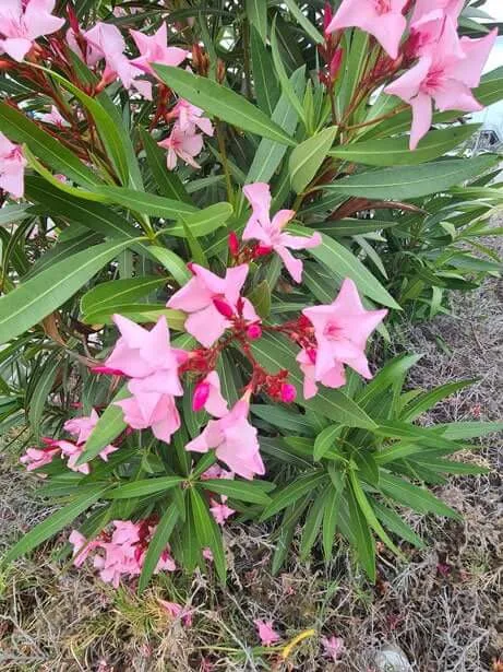 Nerium oleander (Oleander, Pride of Ceylon)