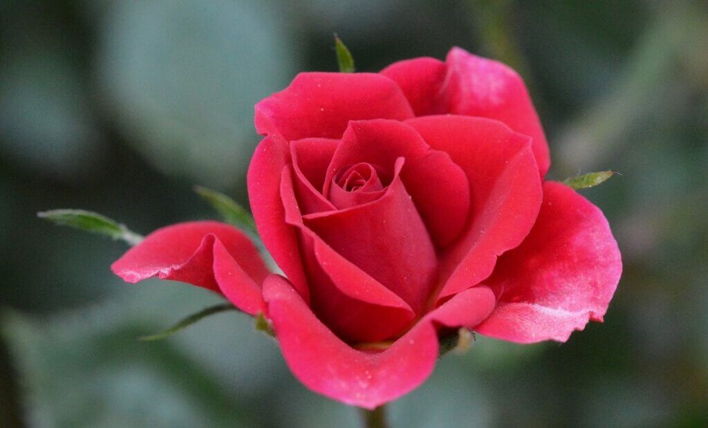 Healthy red rose