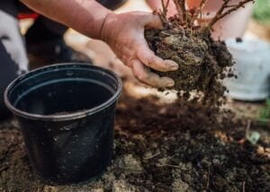 Transplanting rootball in mans hands