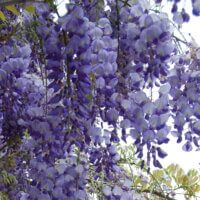 Wisteria sinensis flowers purple