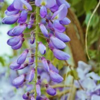 Wisteria sinensis purple flower