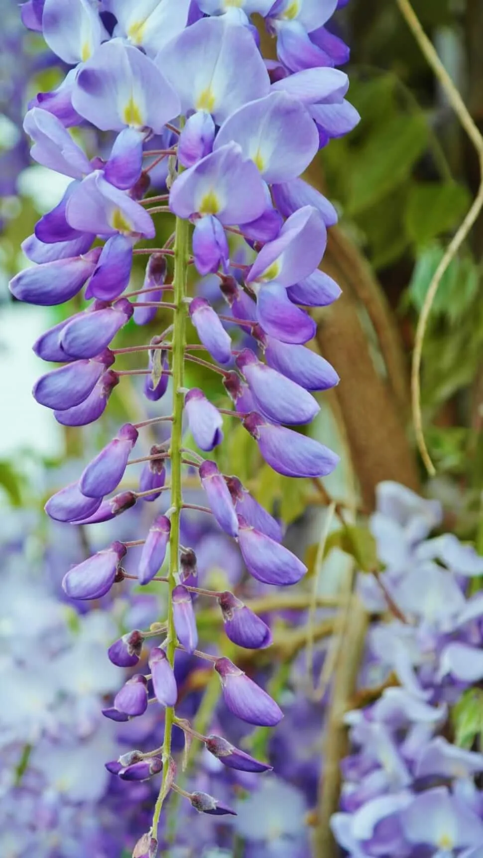 Wisteria sinensis purple flower