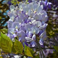 Wisteria sinensis flowering vine