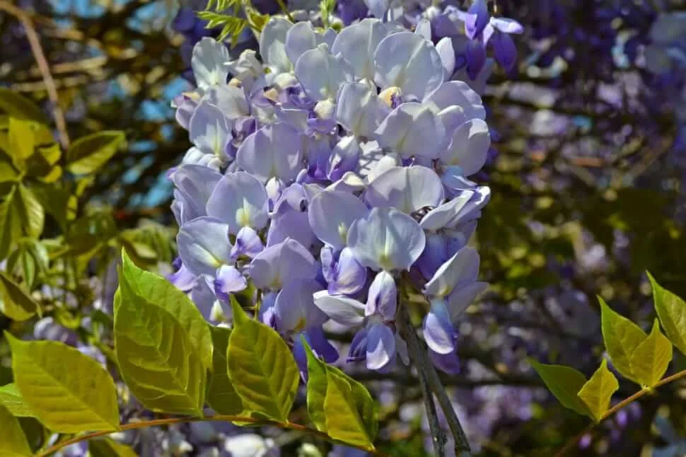 Wisteria sinensis flowering vine