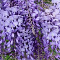 Wisteria sinensis purple flower vine