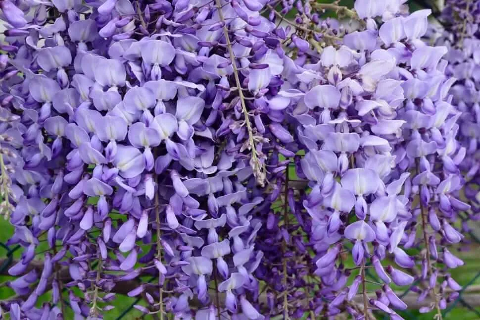 Wisteria sinensis purple flower vine
