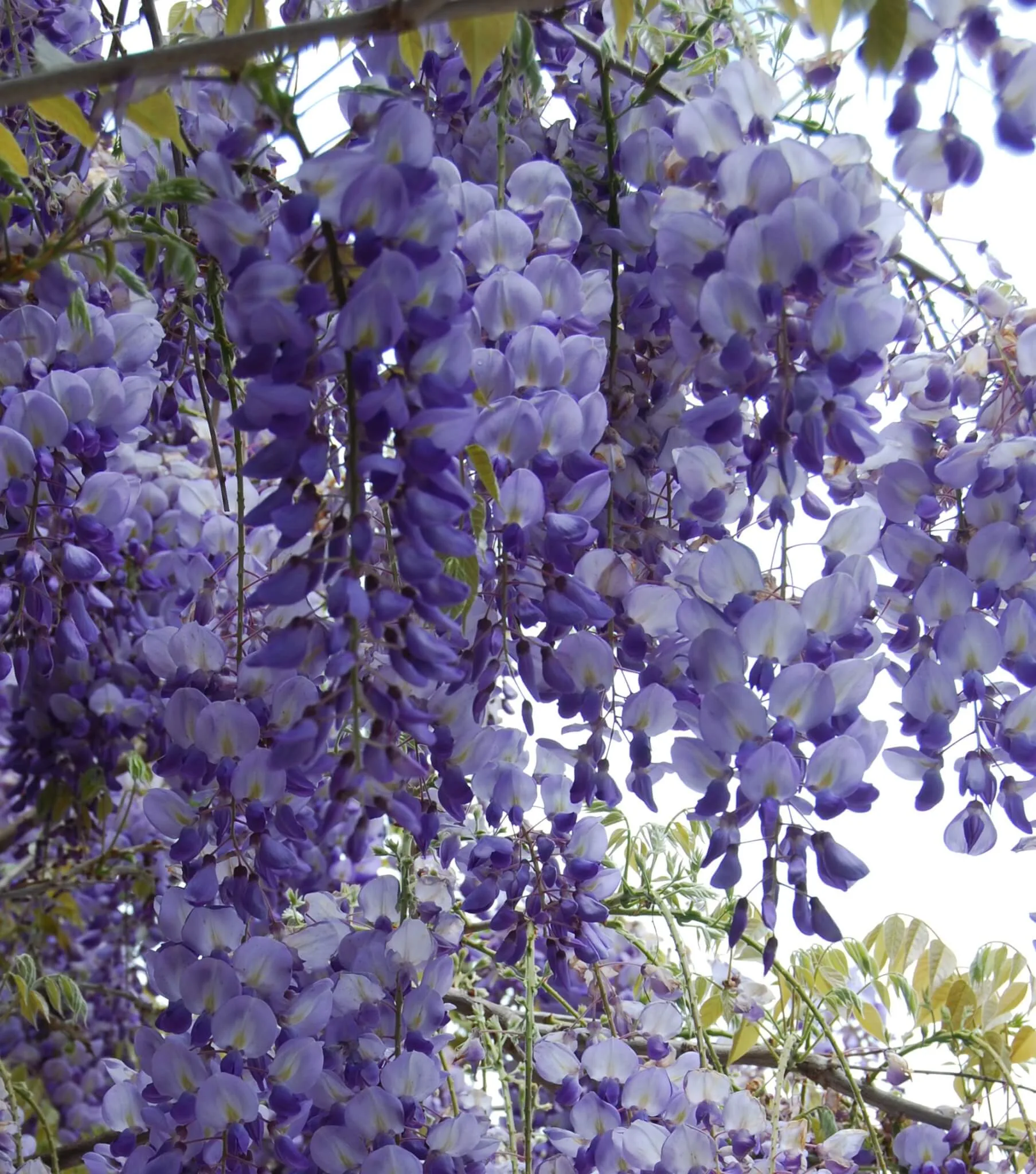 Wisteria sinensis flowers purple