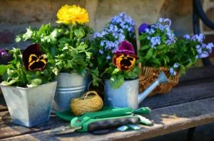 Automn gardening ideas with pansies planted in tin containers