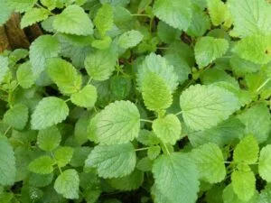 Lemon Balm