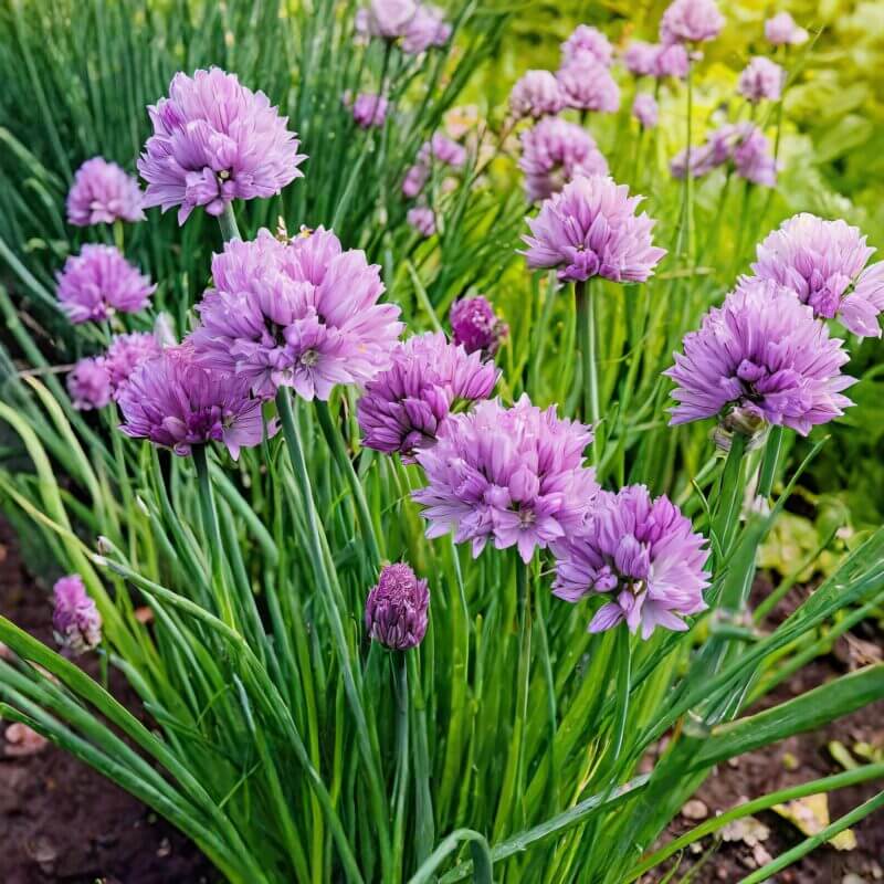 Allium Sativum, chives in the garden in flower, herbst to grow from seed. perrenial herb
