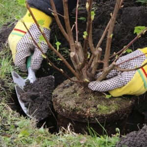 Planting in a new planting hole, hand holding plant in a new hole