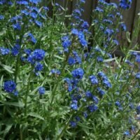 Anchusa capensis