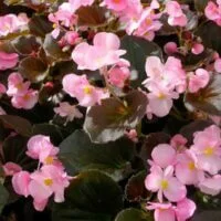 Begonia semperorens