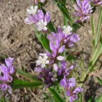 Limonium sinuatum