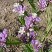 Limonium sinuatum