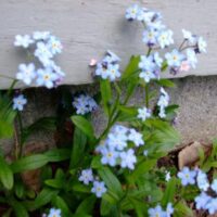 Myosotis sylvatica