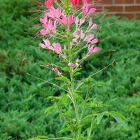 Cleome spinosa