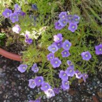 Nierembergia hippomanica var. caerulea