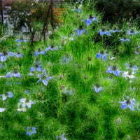 Nigella damascena