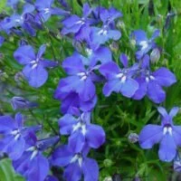 Lobelia erinus