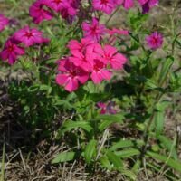 Phlox drummondii