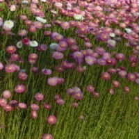 Rhodanthe chlorocephala subsp. rosea
