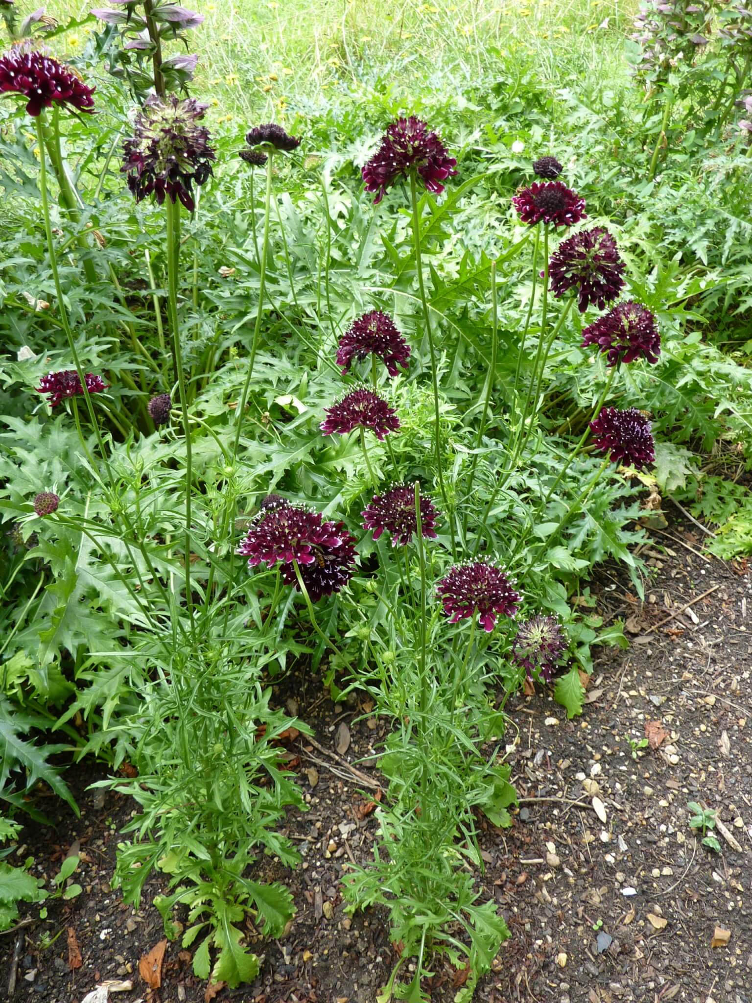 Scabiosa atropurpurea (Sweet scabious, pincushion flower) - Plantinfo