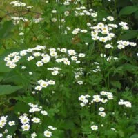 Tanacetum parthenium (Chrysanthemum parthenium)