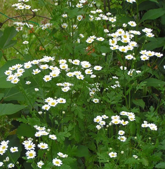 Tanacetum parthenium (Chrysanthemum parthenium)