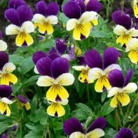 Viola cornuta