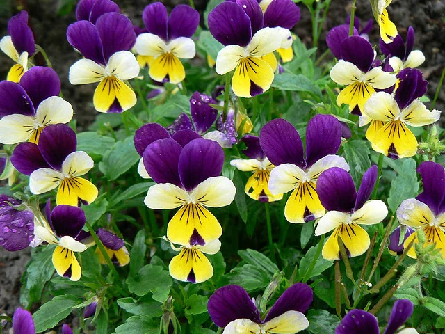 Viola cornuta